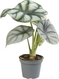 Olifantsoor (Alocasia 'Silver Dragon') D 6 H 17;5 Cm