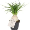 Olifantenpoot (Beaucarnea Recurvata 'Nolina') D 6 H 15 Cm 1 Olifantenpoot (Beaucarnea Recurvata 'Nolina') D 6 H 15 Cm -Tuinplanten Winkel 8720196683017