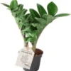 Dwerg Zamioculcas (Zamioculcas Zamiifolia 'Zenzi') D 6 H 18 Cm -Tuinplanten Winkel 8720196683086