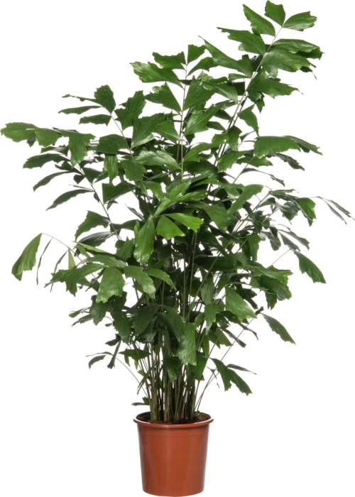 Vissenstaartpalm (Caryota Mitis) D 24 H 130 Cm