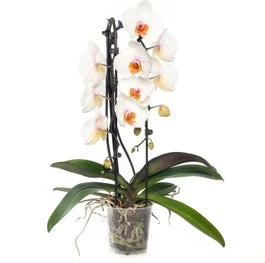 Vlinderorchidee 2 Tak Cascade Vorm (Phalaenopsis) Wit D 12 H 55 Cm 3 Vlinderorchidee 2 Tak Cascade Vorm (Phalaenopsis) Wit D 12 H 55 Cm