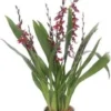 Cambria-orchidee (Cambria 'Barocco') D 12 H 50 Cm 2 Cambria-orchidee (Cambria 'Barocco') D 12 H 50 Cm -Tuinplanten Winkel 8720196685028 0