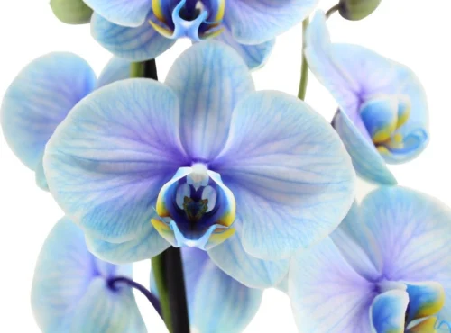 Vlinderorchidee 2 Tak (Phalaenopsis Multiflora 'Royal Lagoon') D 12 H 55 Cm 5 Vlinderorchidee 2 Tak (Phalaenopsis Multiflora 'Royal Lagoon') D 12 H 55 Cm -Tuinplanten Winkel 8720196691968 2