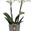 Vlinderorchidee 2 Tak (Phalaenopsis Multiflora) Wit D 12 H 50 Cm -Tuinplanten Winkel 8720196695676