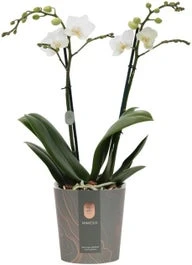 Vlinderorchidee 2 Tak (Phalaenopsis Multiflora) Wit D 12 H 50 Cm 3 Vlinderorchidee 2 Tak (Phalaenopsis Multiflora) Wit D 12 H 50 Cm