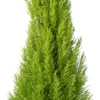 Kamercipres (Cupressus Macrocarpa 'Goldcrest Wilma') D 24 H 150 Cm
