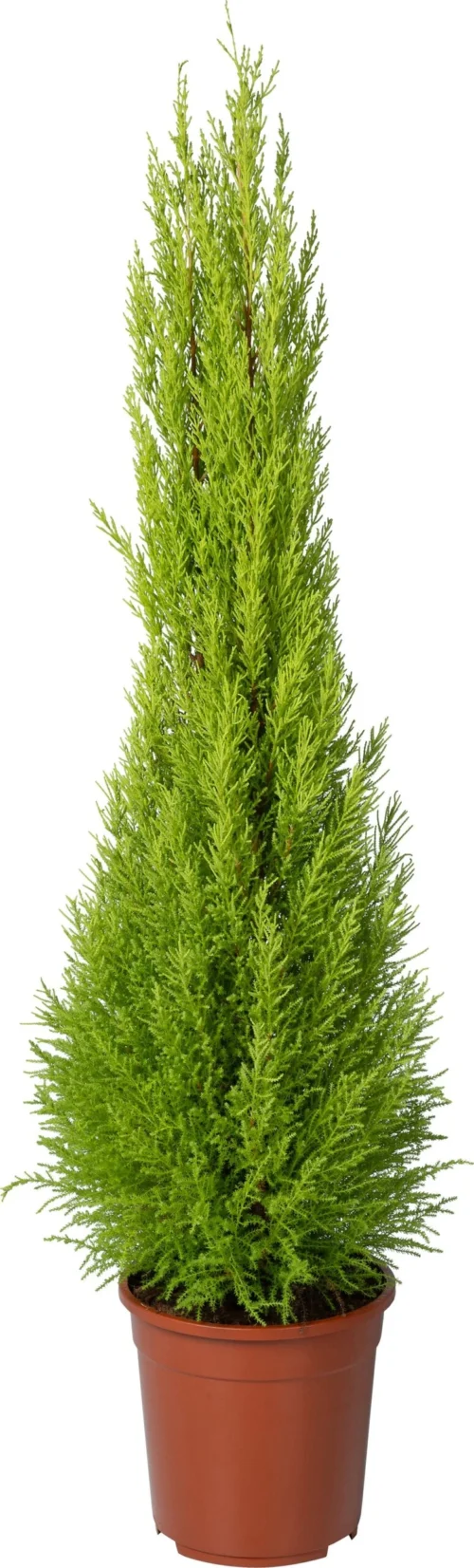 Kamercipres (Cupressus Macrocarpa 'Goldcrest Wilma') D 24 H 150 Cm