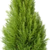 Kamercipres (Cupressus Macrocarpa 'Goldcrest Wilma') D 24 H 95 Cm 2 Kamercipres (Cupressus Macrocarpa 'Goldcrest Wilma') D 24 H 95 Cm -Tuinplanten Winkel 8720196696802 scaled
