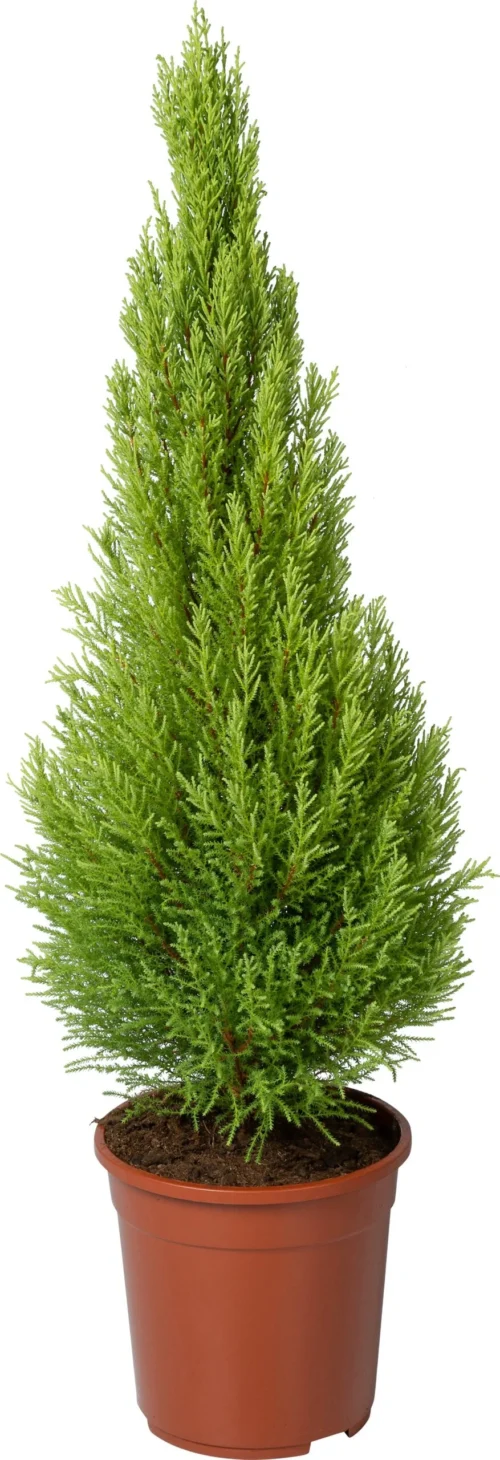 Kamercipres (Cupressus Macrocarpa 'Goldcrest Wilma') D 24 H 95 Cm