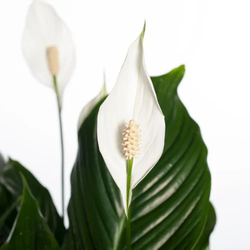 Lepelplant (Spathiphyllum 'Sweet Lauretta') D 21 H 100 Cm -Tuinplanten Winkel 8720196706990 2