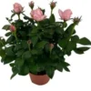 Potroos (Rosa 'Roma Dolc'Amore') Roze D 14 H 32 Cm 2 Potroos (Rosa 'Roma Dolc'Amore') Roze D 14 H 32 Cm -Tuinplanten Winkel 8720196710928