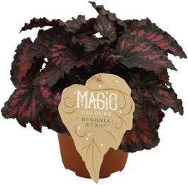 Bladbegonia (Begonia Rex (MC) 'Etna') D 12 H 25 Cm 3 Bladbegonia (Begonia Rex (MC) 'Etna') D 12 H 25 Cm