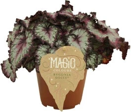 Bladbegonia (Begonia Rex (MC) 'Odissi') D 12 H 25 Cm 3 Bladbegonia (Begonia Rex (MC) 'Odissi') D 12 H 25 Cm