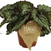 Bladbegonia (Begonia Rex (MC) 'Bostella') D 12 H 25 Cm -Tuinplanten Winkel 8720196713127