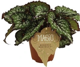 Bladbegonia (Begonia Rex (MC) 'Bostella') D 12 H 25 Cm 3 Bladbegonia (Begonia Rex (MC) 'Bostella') D 12 H 25 Cm