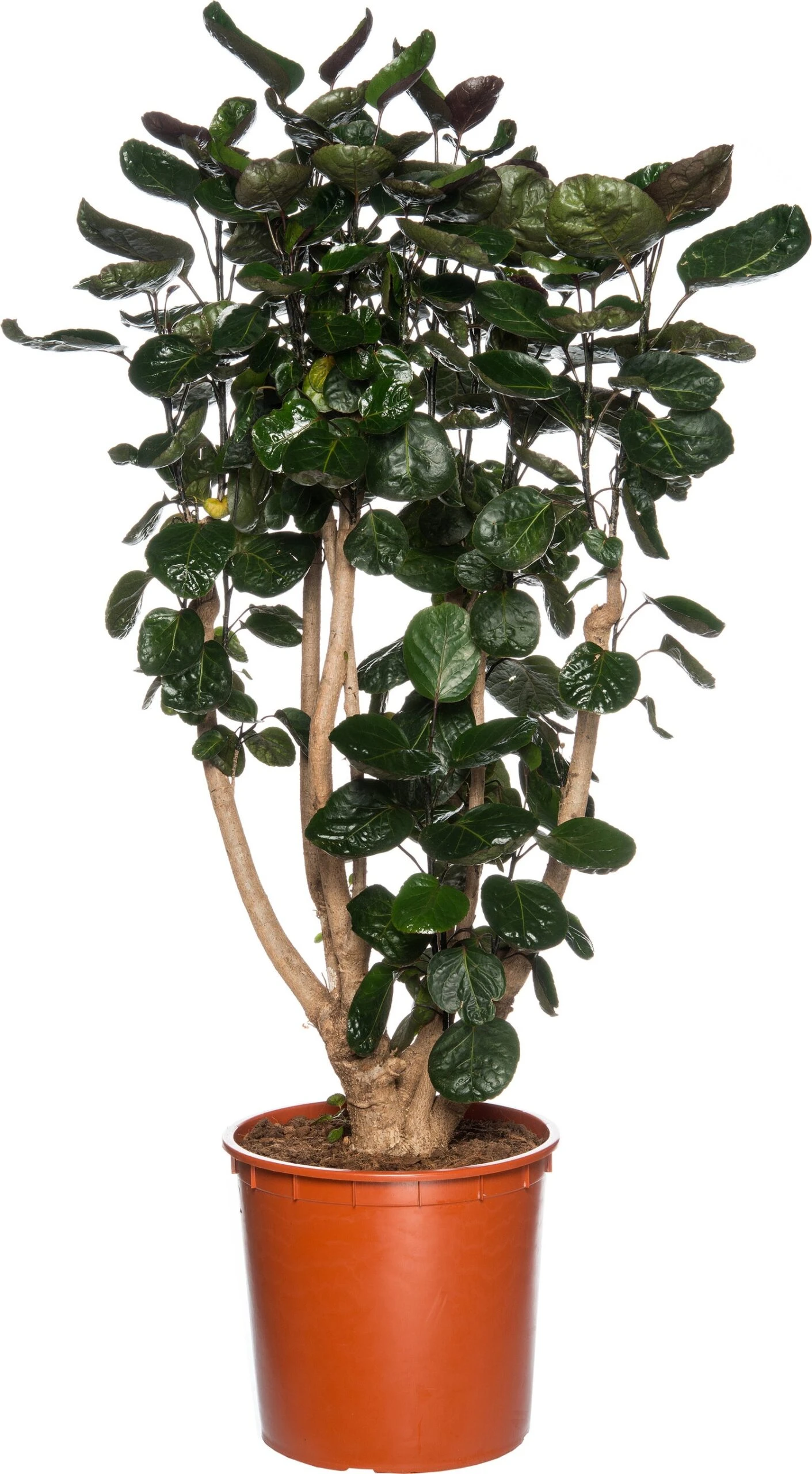 Aralia (Polyscias 'Fabian') D 27 H 150 Cm 3 Aralia (Polyscias 'Fabian') D 27 H 150 Cm