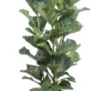 Vioolbladplant (Ficus Lyrata) D 34 H 180 Cm 2 Vioolbladplant (Ficus Lyrata) D 34 H 180 Cm -Tuinplanten Winkel 8720196723539