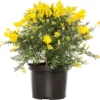Kamerbrem (Cytisus Racemosus) D 13 H 25 Cm 1 Kamerbrem (Cytisus Racemosus) D 13 H 25 Cm -Tuinplanten Winkel 8720196733064
