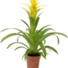 Guzmania (Guzmania 'Deseo Yellow') D 12 H 48 Cm -Tuinplanten Winkel 8720196750788