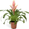 Vriesea (Vriesea 'Intenso Salmon') D 12 H 45 Cm 1 Vriesea (Vriesea 'Intenso Salmon') D 12 H 45 Cm -Tuinplanten Winkel 8720196750849