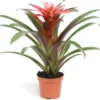 Guzmania (Guzmania 'Libby') D 9 H 30 Cm 1 Guzmania (Guzmania 'Libby') D 9 H 30 Cm -Tuinplanten Winkel 8720196750863