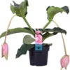 Medinilla (Medinilla Magnifica) D 17 H 55 Cm 2 Medinilla (Medinilla Magnifica) D 17 H 55 Cm -Tuinplanten Winkel 8720196751211