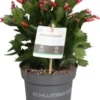 Lidcactus (Schlumbergera Truncata) Oranje D 13 H 27 Cm 1 Lidcactus (Schlumbergera Truncata) Oranje D 13 H 27 Cm -Tuinplanten Winkel 8720196751549