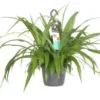 Graslelie In Hangpot (Chlorophytum Comosum 'Lemon') D 17 H 35 Cm 1 Graslelie In Hangpot (Chlorophytum Comosum 'Lemon') D 17 H 35 Cm -Tuinplanten Winkel 8720196752041