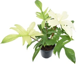 Philodendron (Philodendron 'Florida Ghost') D 19 H 70 Cm 3 Philodendron (Philodendron 'Florida Ghost') D 19 H 70 Cm