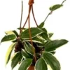 Wasbloem In Hangpot (Hoya 'Macrophylla') D 14 H 14 Cm 1 Wasbloem In Hangpot (Hoya 'Macrophylla') D 14 H 14 Cm -Tuinplanten Winkel 8720196752850