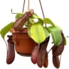 Bekerplant In Hangpot (Nepenthes Alata 'Monkey Jars Rob') D 14 H 47 Cm 2 Bekerplant In Hangpot (Nepenthes Alata 'Monkey Jars Rob') D 14 H 47 Cm -Tuinplanten Winkel 8720196752973