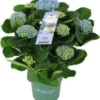 Hortensia (Hydrangea Macrophylla 'Magical Revolution') D 14 H 35 Cm -Tuinplanten Winkel 8720196753086