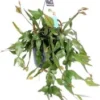 Rotskoraal In Hangpot (Rhipsalis Elliptica) D 17 H 35 Cm 1 Rotskoraal In Hangpot (Rhipsalis Elliptica) D 17 H 35 Cm -Tuinplanten Winkel 8720196753536