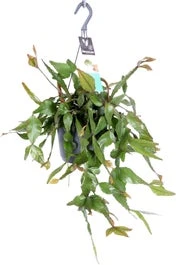 Rotskoraal In Hangpot (Rhipsalis Elliptica) D 17 H 35 Cm 3 Rotskoraal In Hangpot (Rhipsalis Elliptica) D 17 H 35 Cm