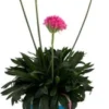 Engels Gras (Armeria 'Dreameria Daydreams') D 12 H 22,5 Cm