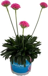 Engels Gras (Armeria 'Dreameria Daydreams') D 12 H 22,5 Cm