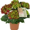 Hortensia (Hydrangea Macrophylla 'Hot Red') D 14 H 40 Cm 2 Hortensia (Hydrangea Macrophylla 'Hot Red') D 14 H 40 Cm -Tuinplanten Winkel 8720196757503