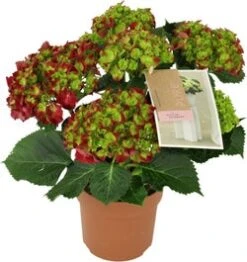 Hortensia (Hydrangea Macrophylla 'Hot Red') D 14 H 40 Cm