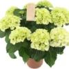 Hortensia (Hydrangea Macrophylla 'Schneeball') D 14 H 40 Cm -Tuinplanten Winkel 8720196757527