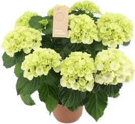 Hortensia (Hydrangea Macrophylla 'Schneeball') D 14 H 40 Cm 3 Hortensia (Hydrangea Macrophylla 'Schneeball') D 14 H 40 Cm