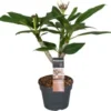 Tempelboom (Plumeria Rubra 'Hawaiian White Pearl') D 17 H 65 Cm 1 Tempelboom (Plumeria Rubra 'Hawaiian White Pearl') D 17 H 65 Cm -Tuinplanten Winkel 8720196770229