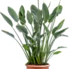 Paradijsvogelbloem (Strelitzia Reginae) D 30 H 62 Cm 2 Paradijsvogelbloem (Strelitzia Reginae) D 30 H 62 Cm -Tuinplanten Winkel 8720196773404