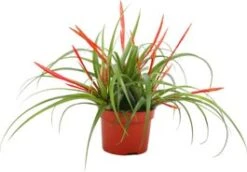 Tillandsia (Tillandsia Flabellata) D 10,5 H 30 Cm