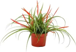Tillandsia (Tillandsia Flabellata) D 10,5 H 30 Cm 3 Tillandsia (Tillandsia Flabellata) D 10,5 H 30 Cm