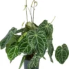 Aderplant (Anthurium Crystallinum) D 27 H 90 Cm 1 Aderplant (Anthurium Crystallinum) D 27 H 90 Cm -Tuinplanten Winkel 8720196776283