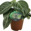 Peperomia (Peperomia Sarcophylla) D 15 H 25 Cm 2 Peperomia (Peperomia Sarcophylla) D 15 H 25 Cm -Tuinplanten Winkel 8720196776306