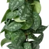 Scindapsus Op Duurzame Klimstok (Scindapsus Pictus 'Trebie') D 14 H 50 Cm 2 Scindapsus Op Duurzame Klimstok (Scindapsus Pictus 'Trebie') D 14 H 50 Cm -Tuinplanten Winkel 8720196778645 scaled