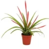 Tillandsia (Tillandsia Flabellata) D 5,5 H 20 Cm