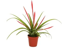 Tillandsia (Tillandsia Flabellata) D 5,5 H 20 Cm 3 Tillandsia (Tillandsia Flabellata) D 5,5 H 20 Cm