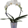 Vlinderorchidee Boog 2 Tak (Phalaenopsis 'Moon White') D 12 H 45 Cm 1 Vlinderorchidee Boog 2 Tak (Phalaenopsis 'Moon White') D 12 H 45 Cm -Tuinplanten Winkel 8720196780273